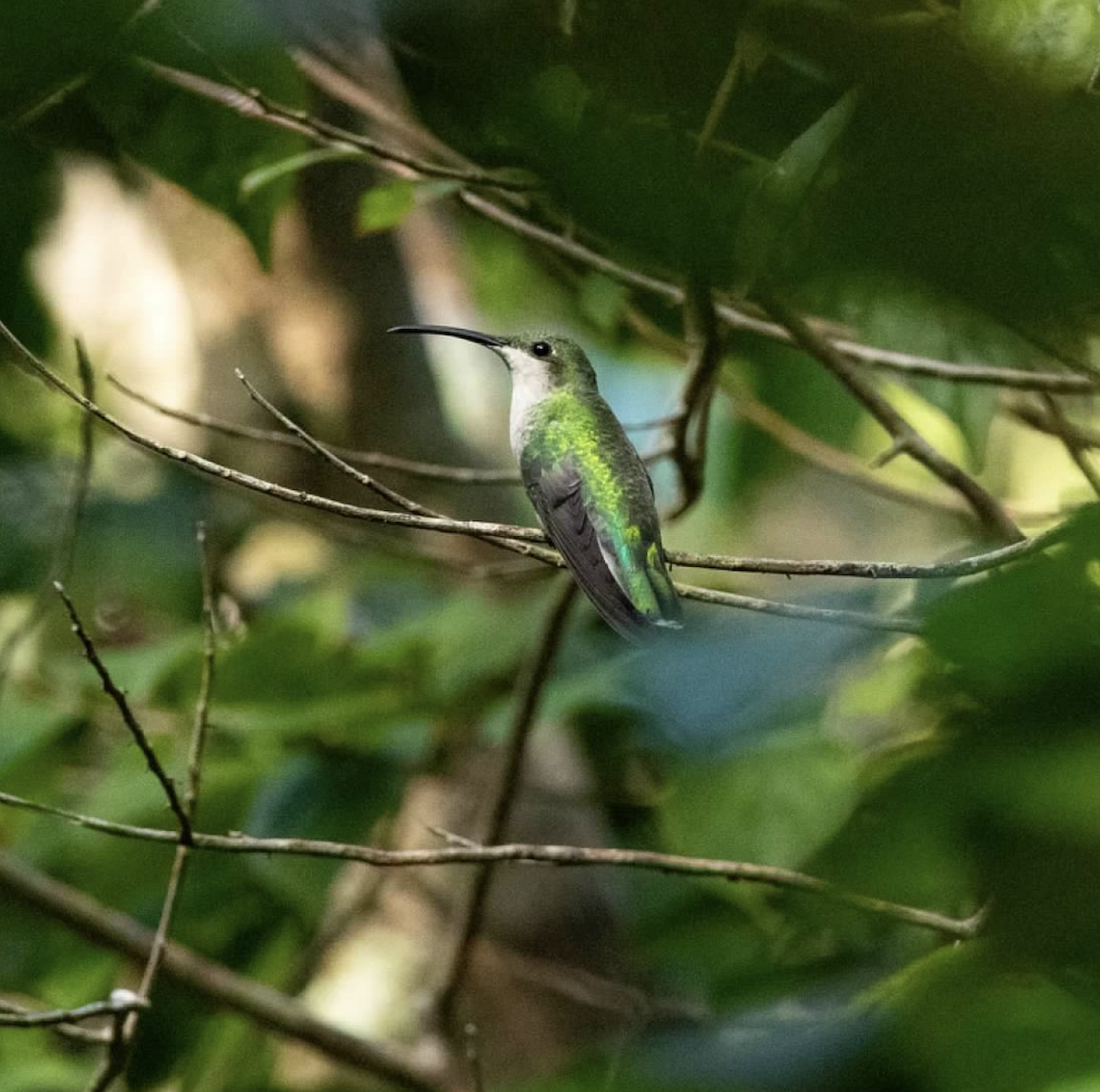 Puerto-Rico-Smaragdkolibri - ML620223359