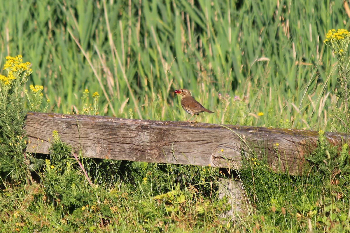 Mistle Thrush - ML620223360