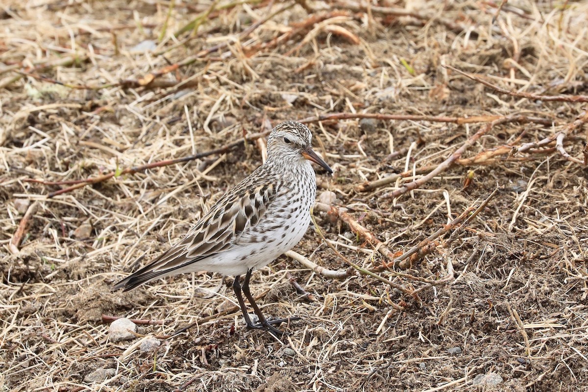 White-rumped Sandpiper - ML620223368