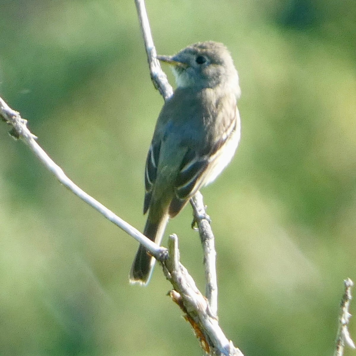 Dusky Flycatcher - ML620223369