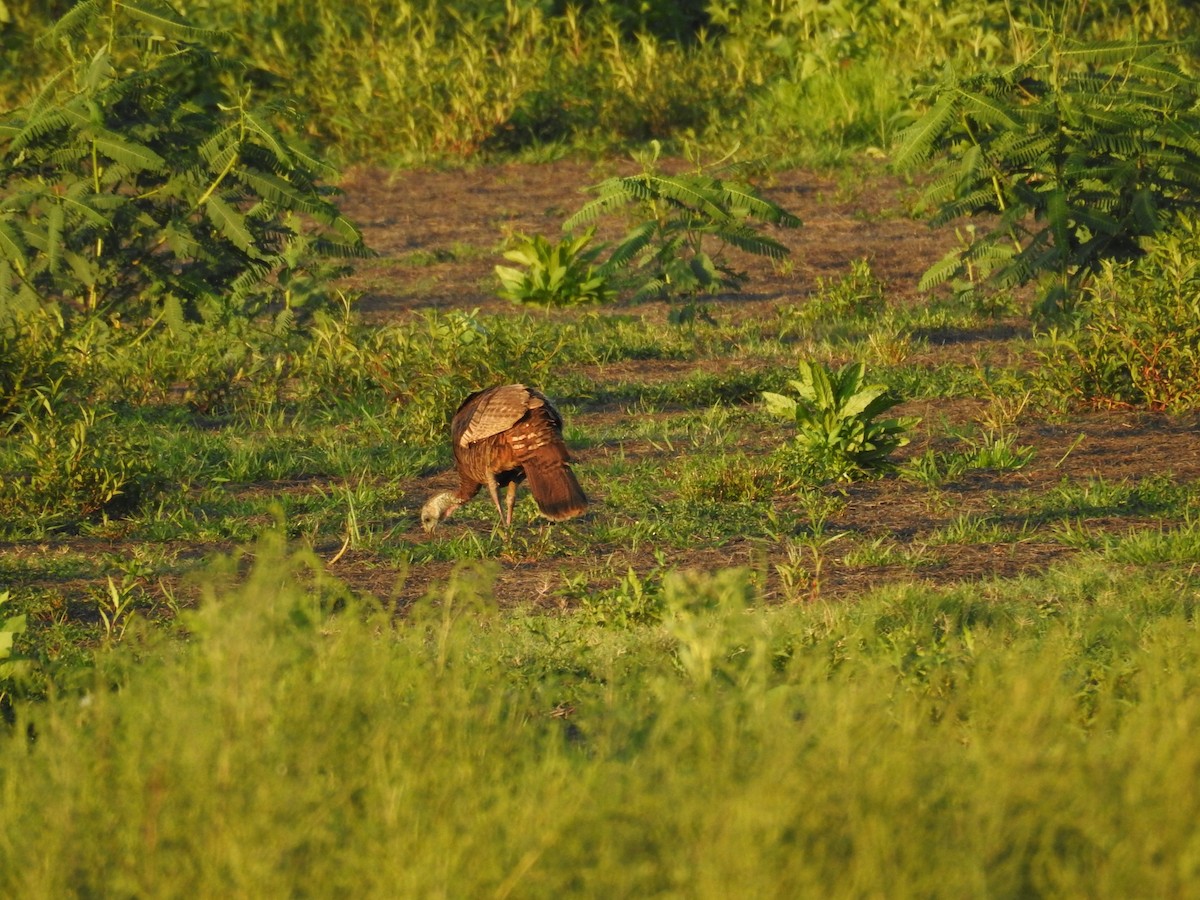 Wild Turkey - ML620223374