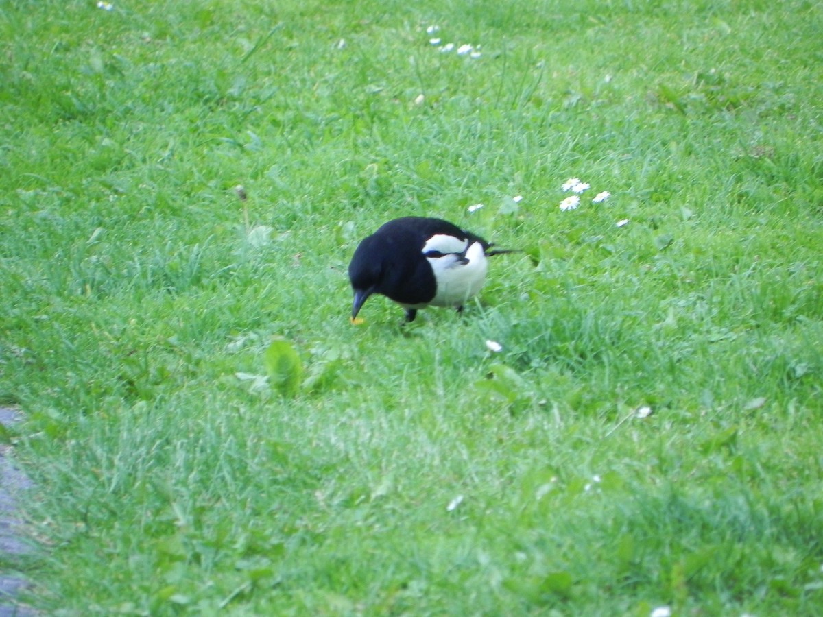 Eurasian Magpie - ML620223377