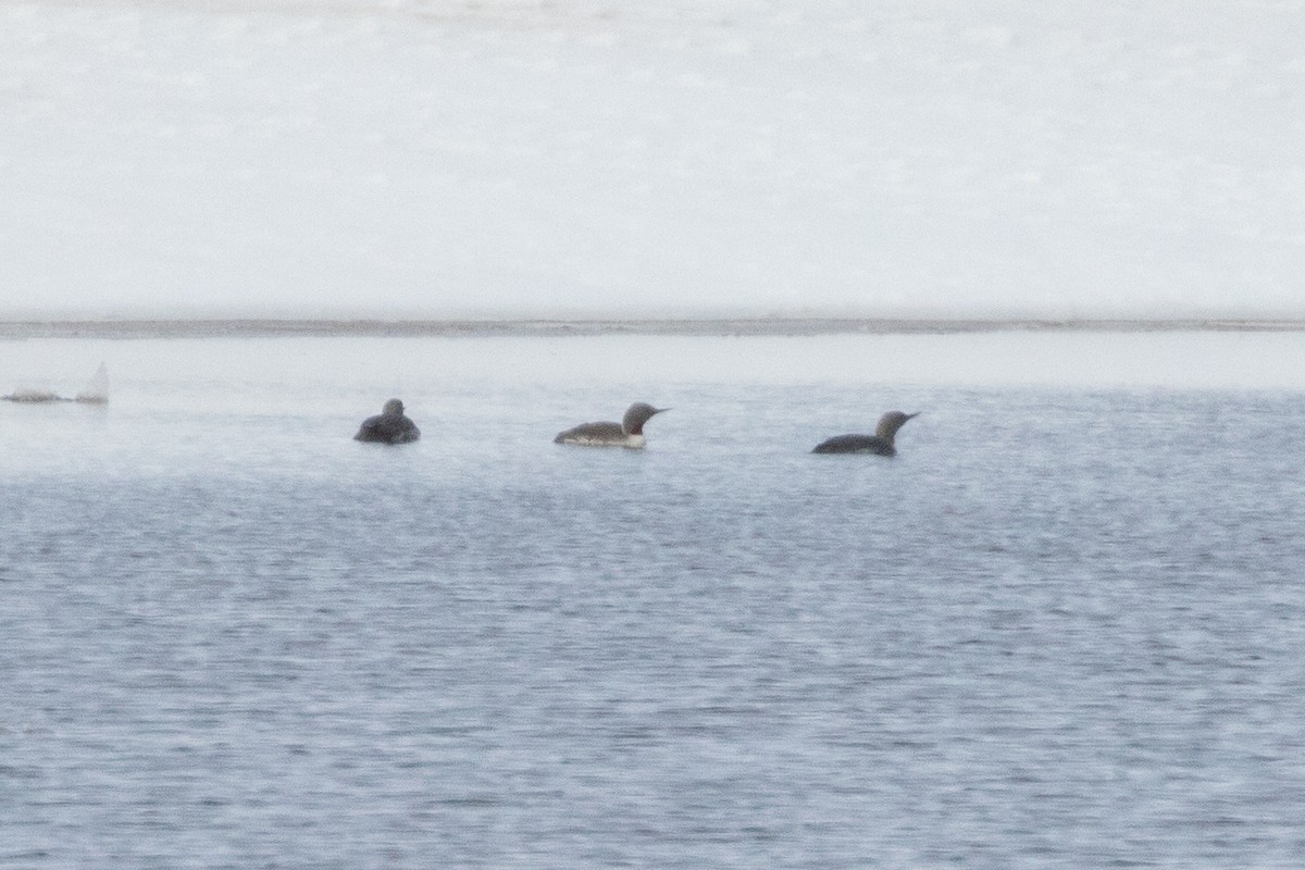 Red-throated Loon - ML620223383