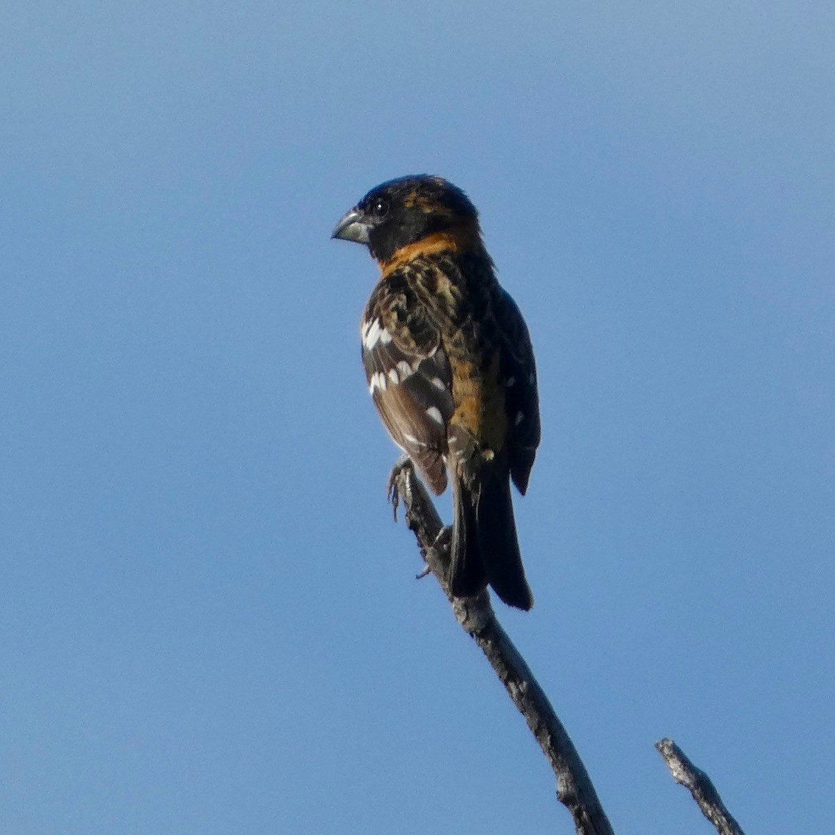 Black-headed Grosbeak - ML620223385