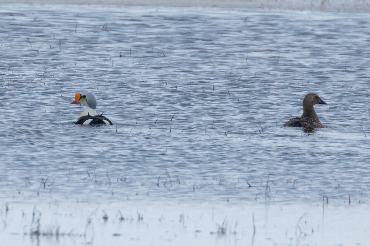 King Eider - ML620223391