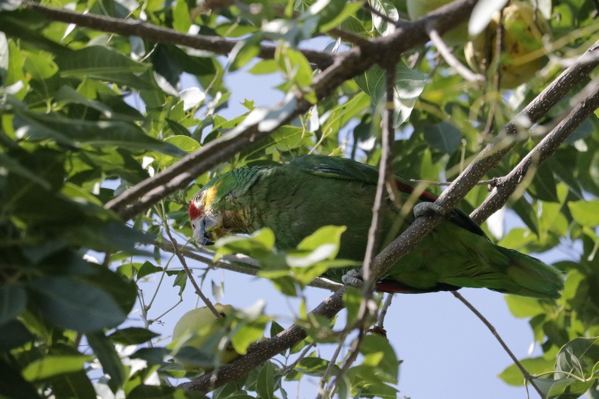 Red-lored Parrot - ML620223395