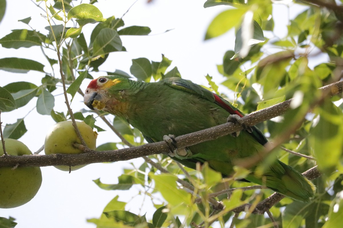 Red-lored Parrot - ML620223397