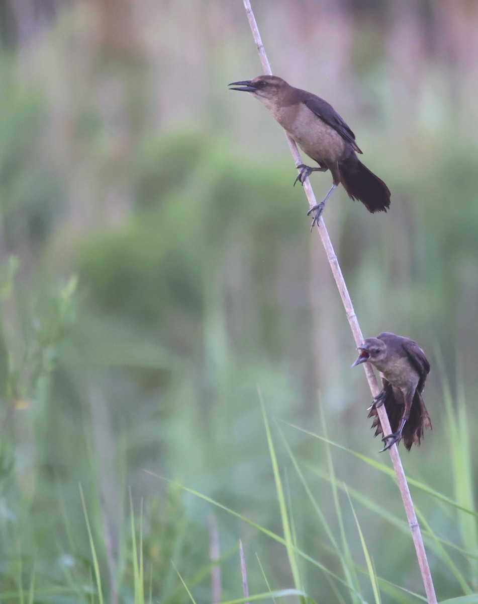 Boat-tailed Grackle - ML620223404