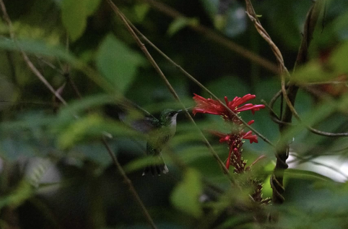 kolibřík tmavoprsý - ML620223406