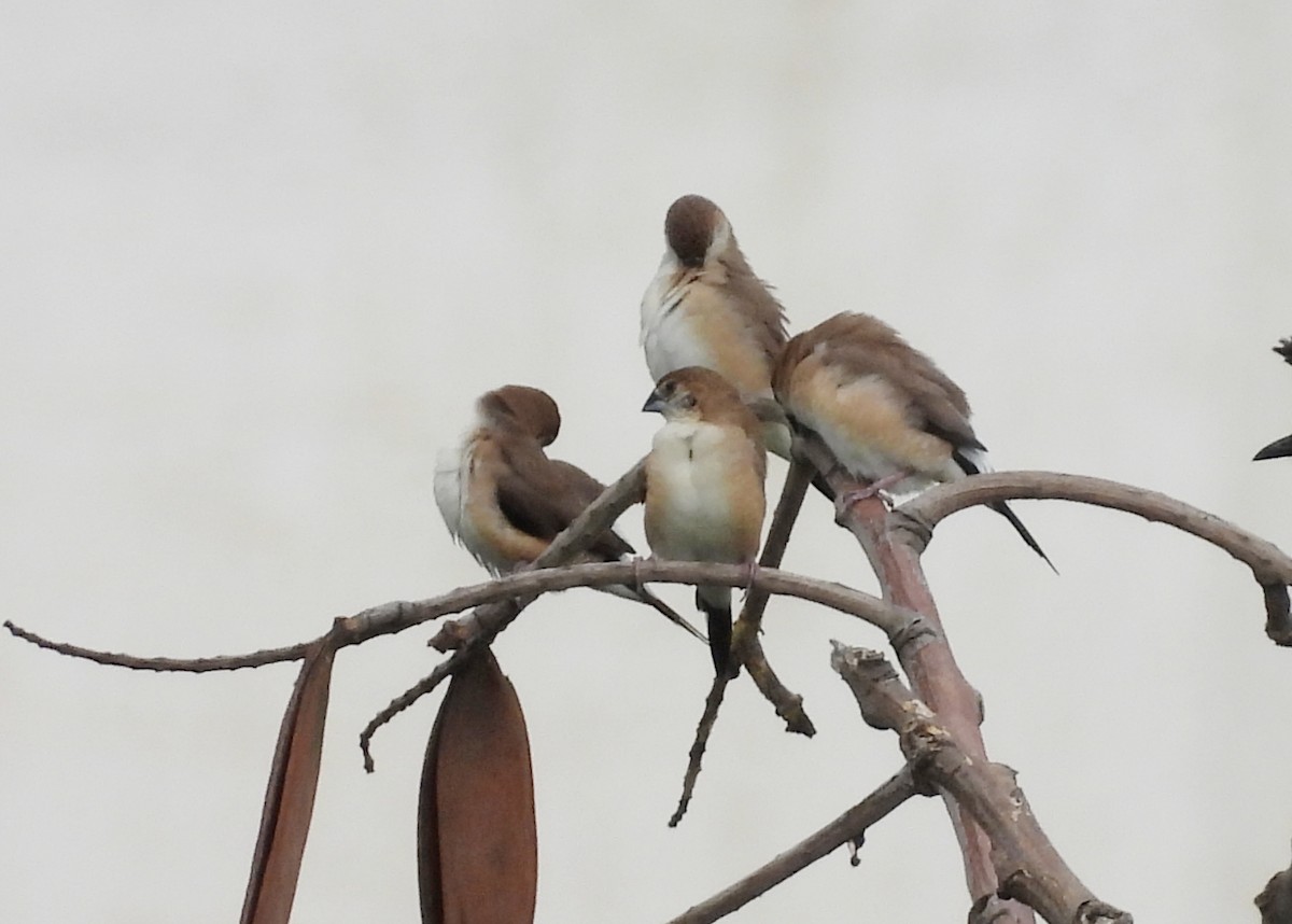 Indian Silverbill - ML620223432