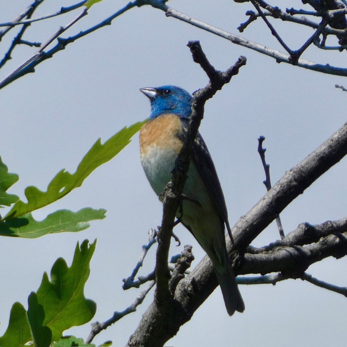 Lazuli Bunting - ML620223452