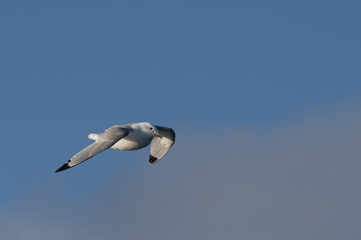 Black-legged Kittiwake - ML620223454