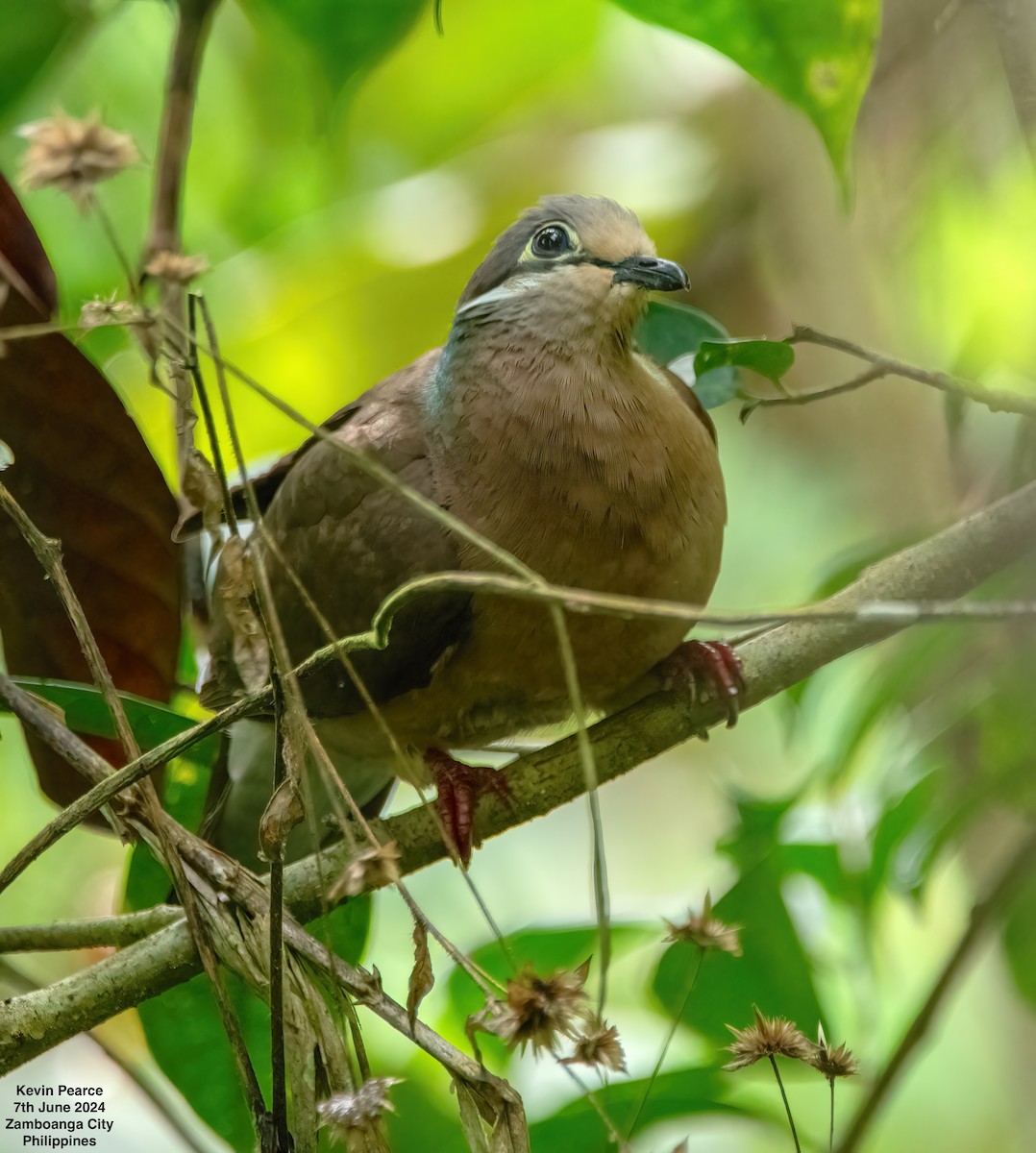 White-eared Brown-Dove - ML620223460