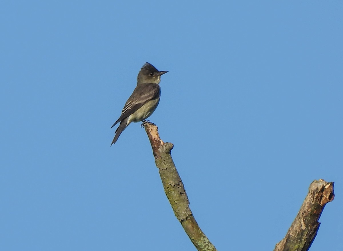 Olive-sided Flycatcher - ML620223466