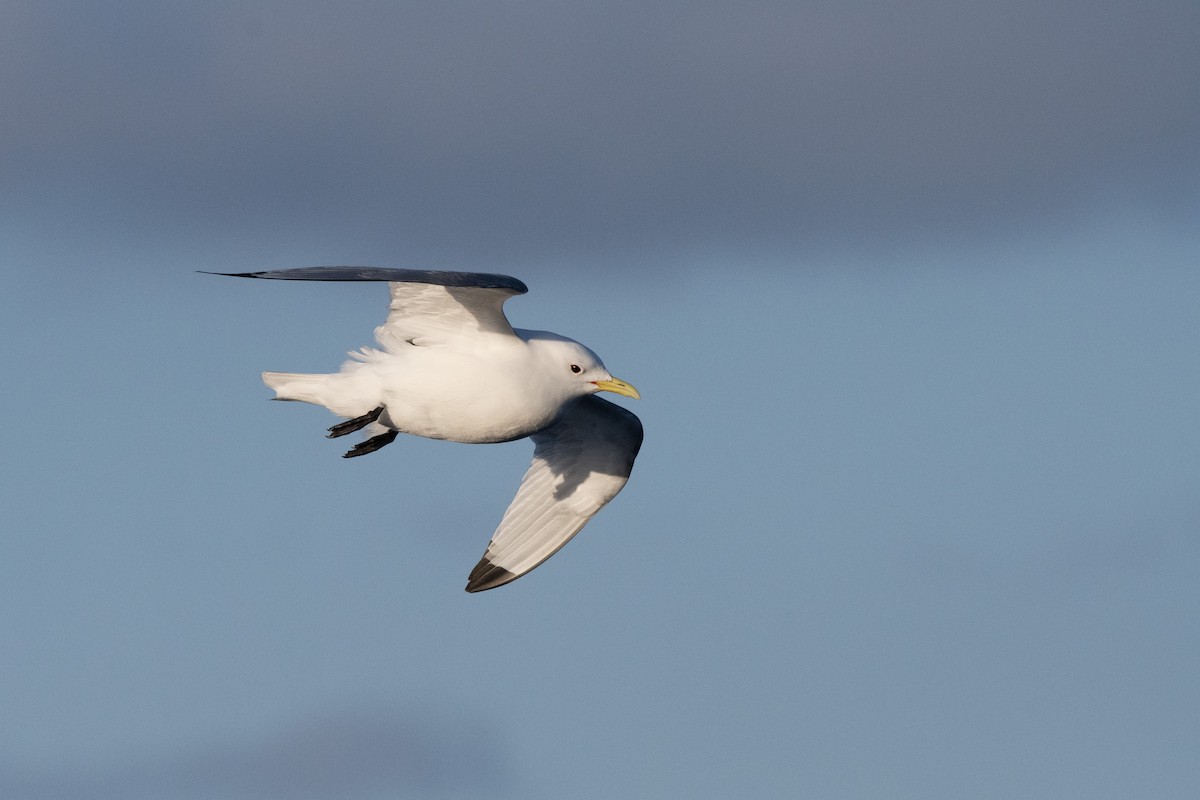 Black-legged Kittiwake - Owen  Lawton