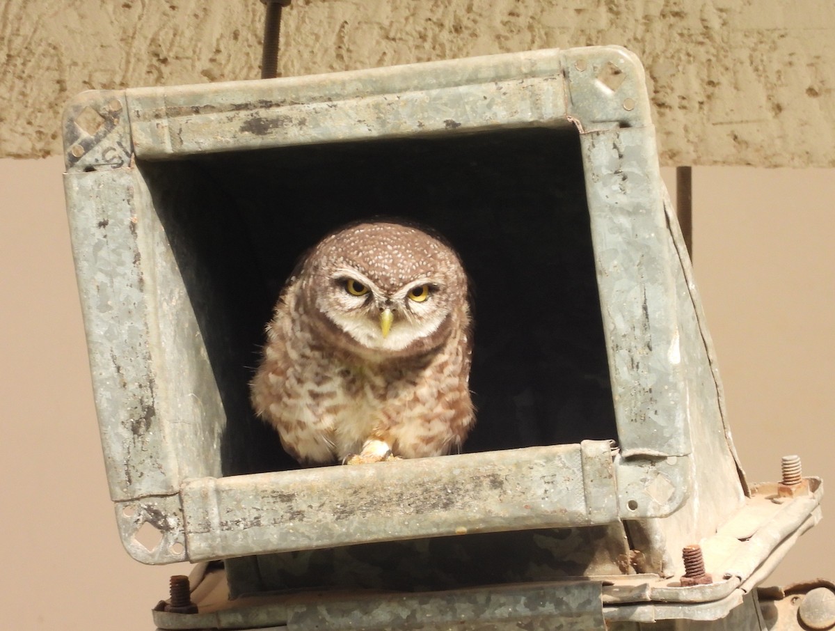 Spotted Owlet - ML620223471