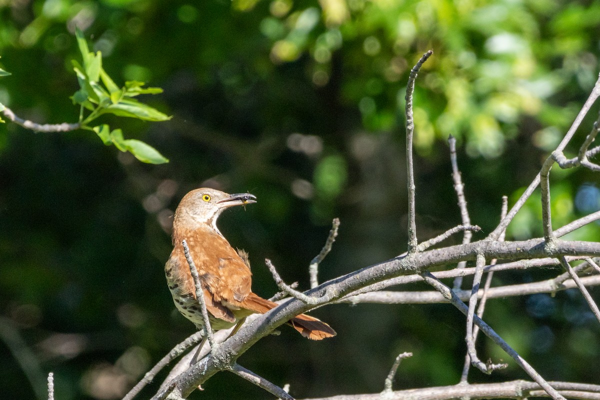 Brown Thrasher - ML620223492