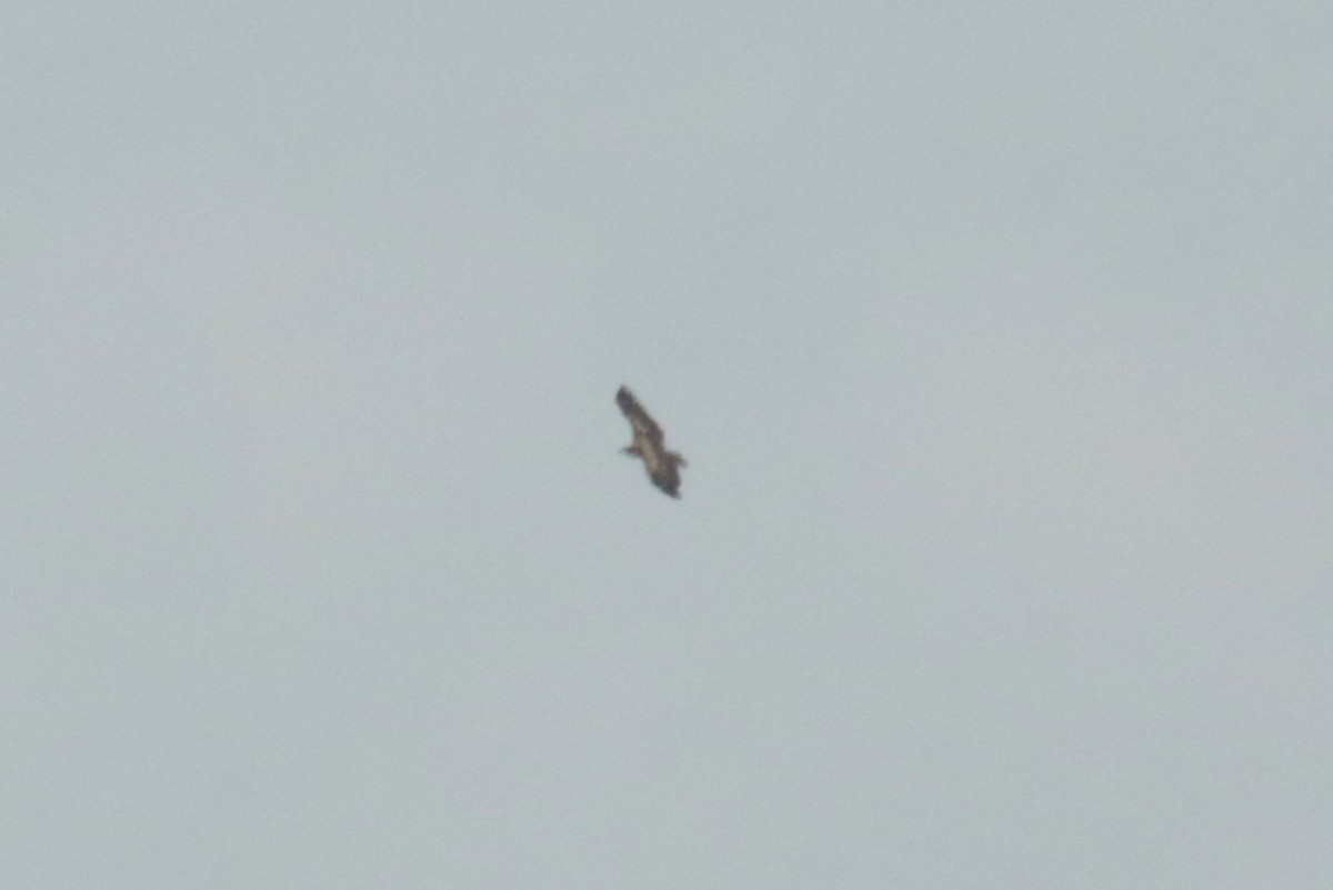 White-tailed Eagle - ML620223531