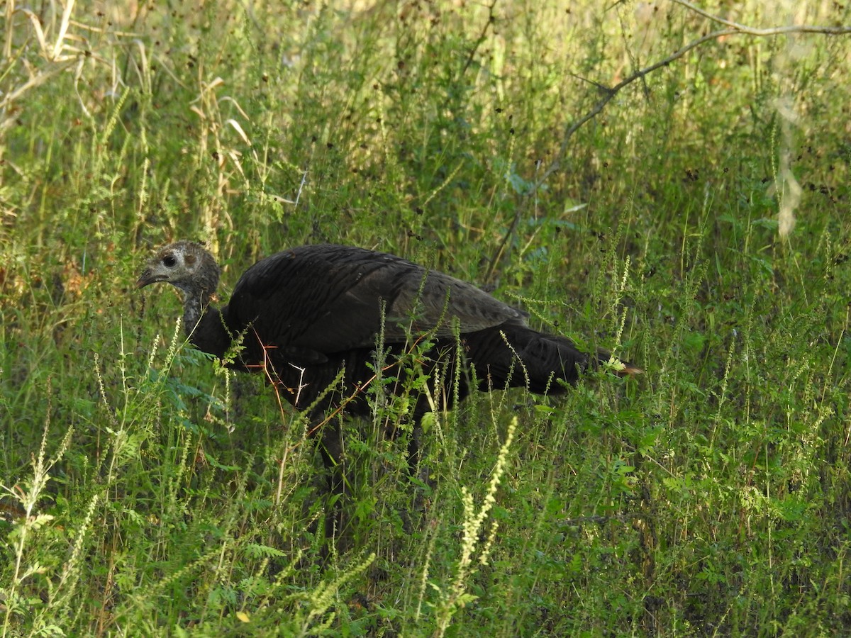 Guajolote Gallipavo - ML620223537