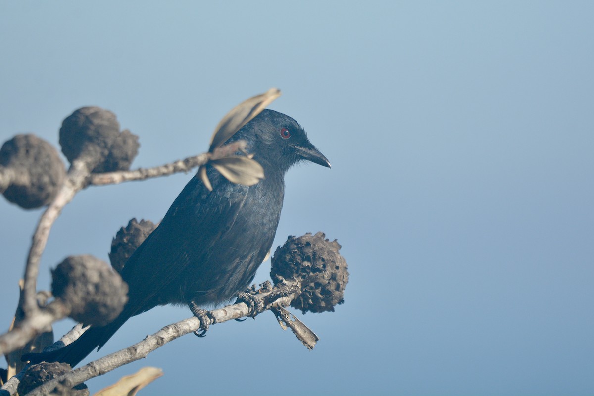 Çatal Kuyruklu Drongo - ML620223561