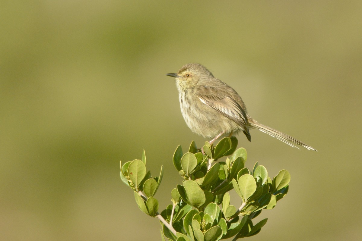 Karoo Prinia - ML620223572