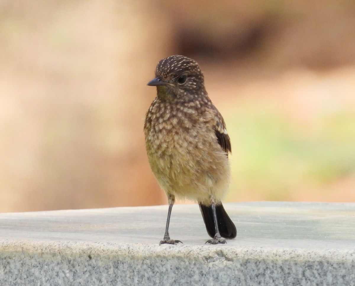 Pied Bushchat - ML620223576