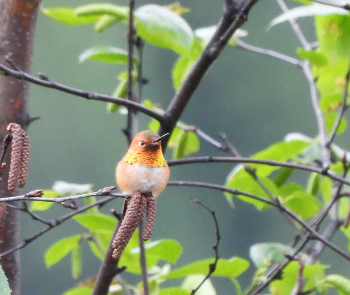 Rufous Hummingbird - ML620223580