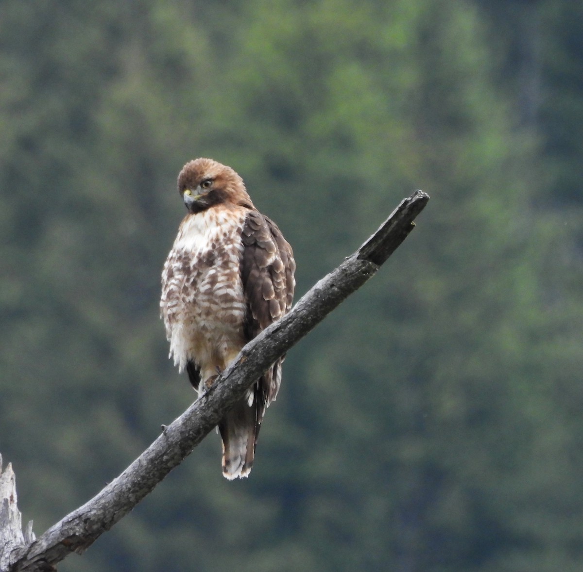 Red-tailed Hawk - ML620223586