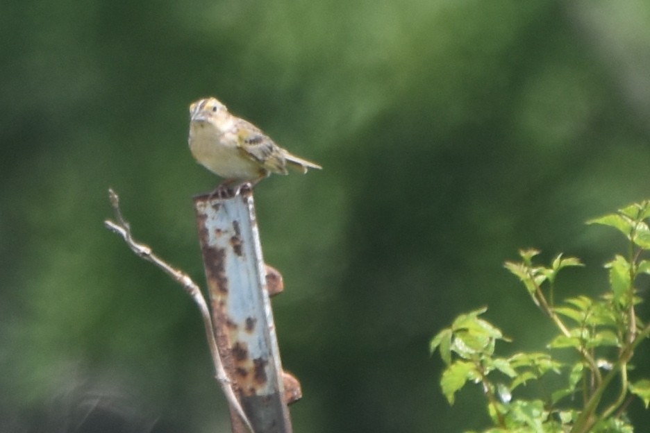 Grasshopper Sparrow - ML620223590