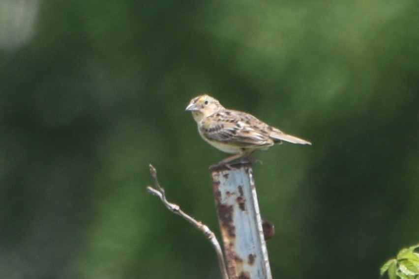 Grasshopper Sparrow - ML620223591