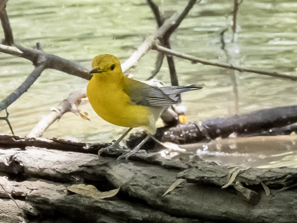 Prothonotary Warbler - ML620223594