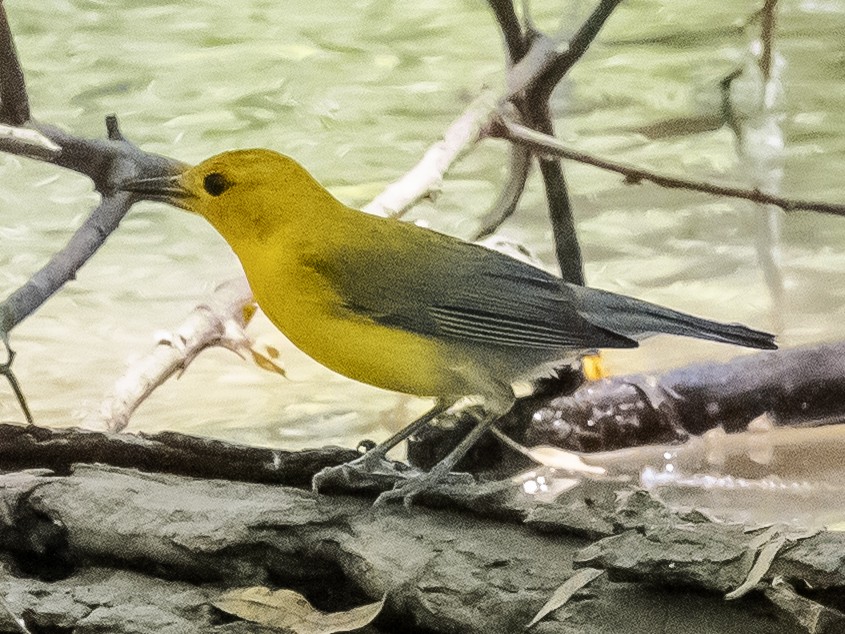 Prothonotary Warbler - ML620223595