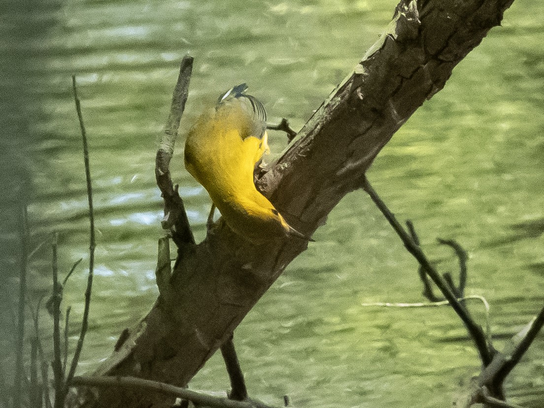 Prothonotary Warbler - ML620223596