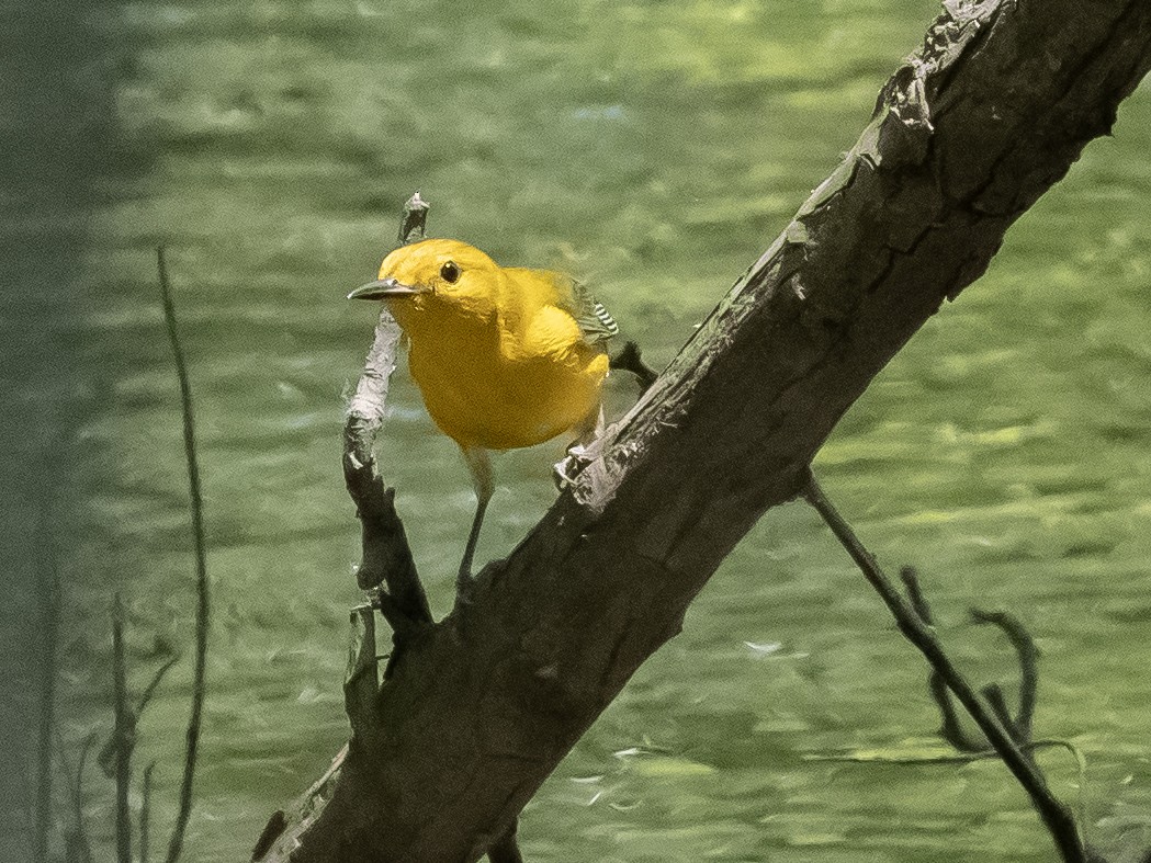 Prothonotary Warbler - ML620223597