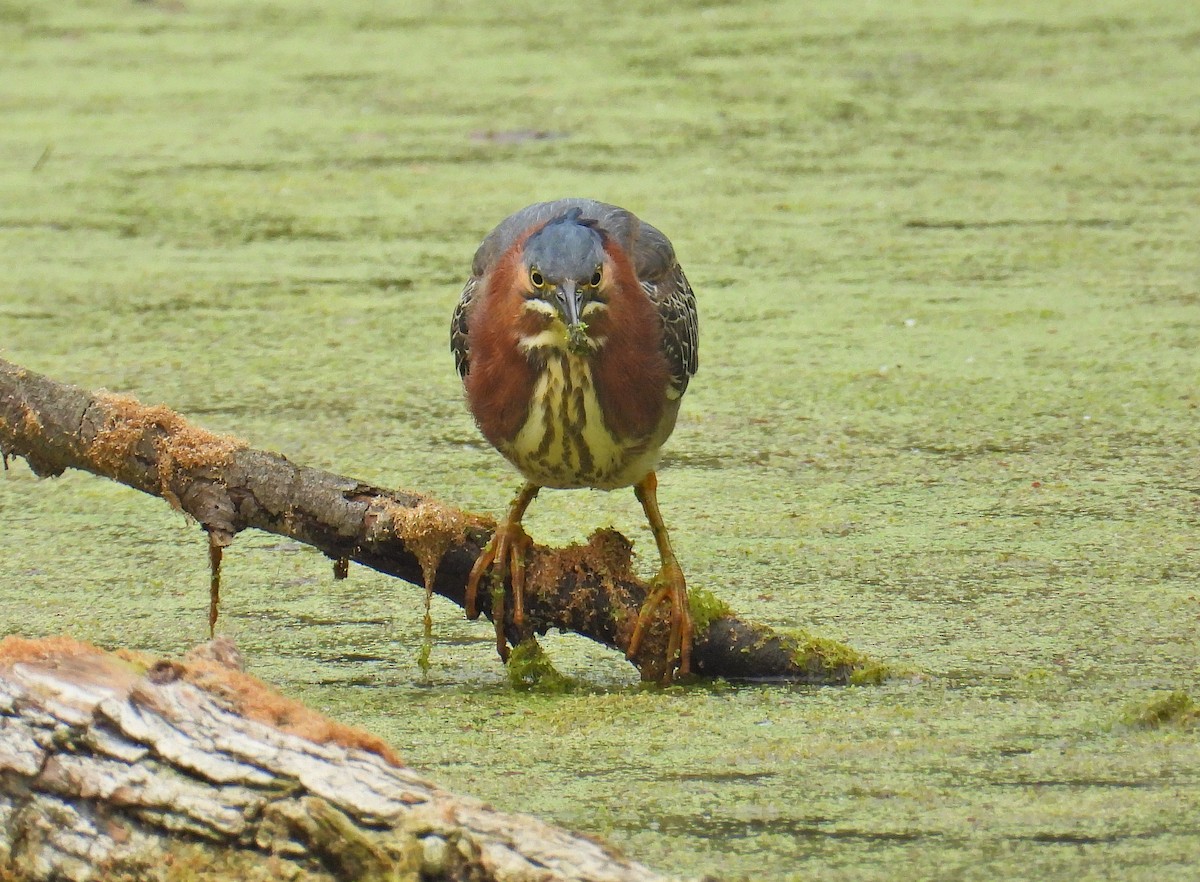 Green Heron - ML620223602