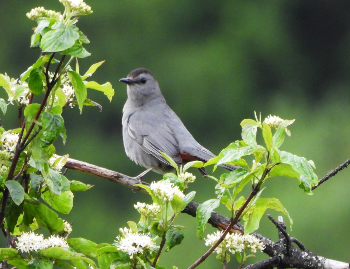 Gray Catbird - ML620223610