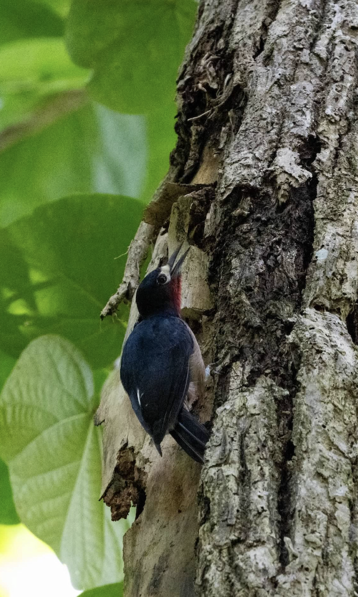 Puerto Rican Woodpecker - ML620223611