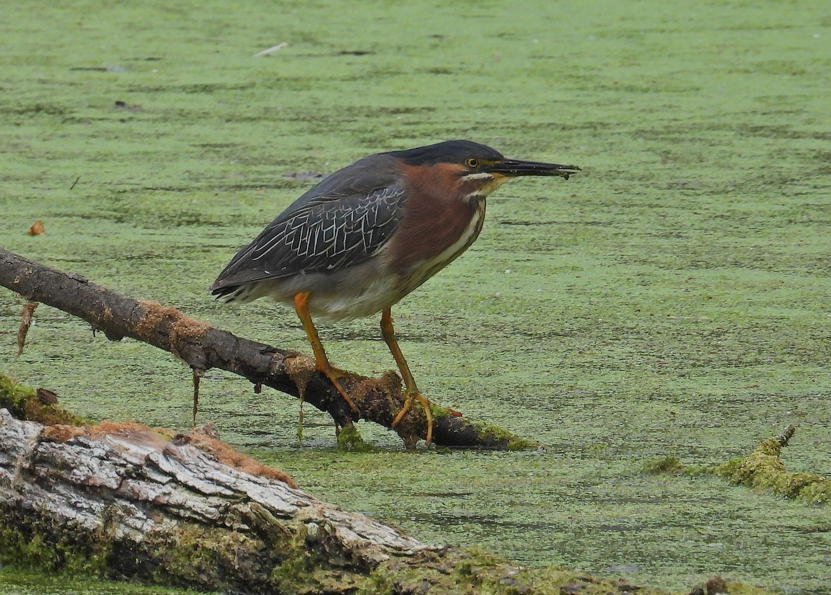 Green Heron - ML620223616