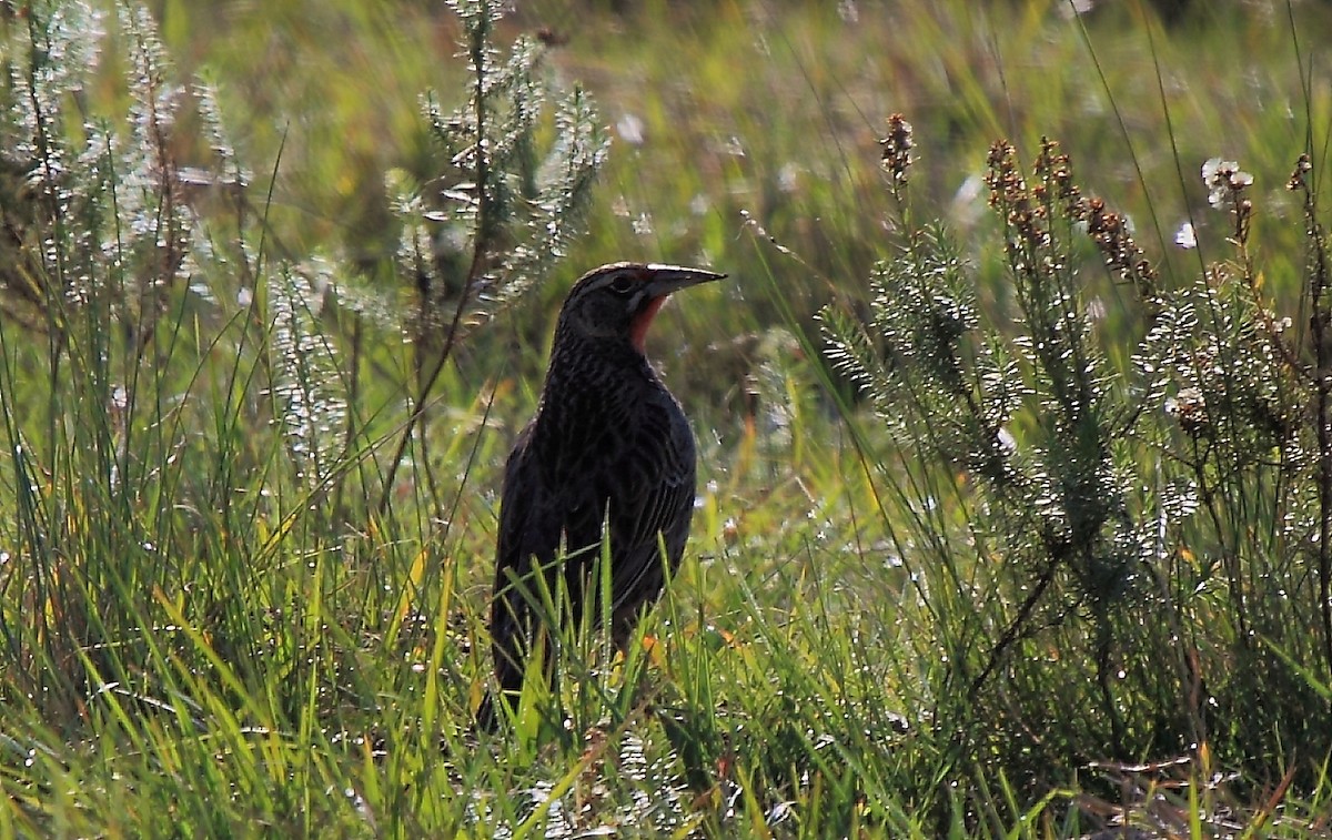 Pampas Meadowlark - ML620223620