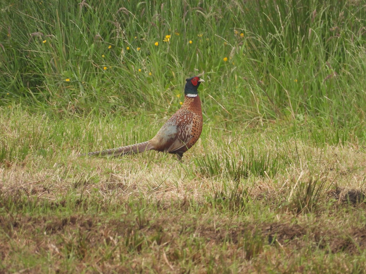 Ring-necked Pheasant - ML620223626