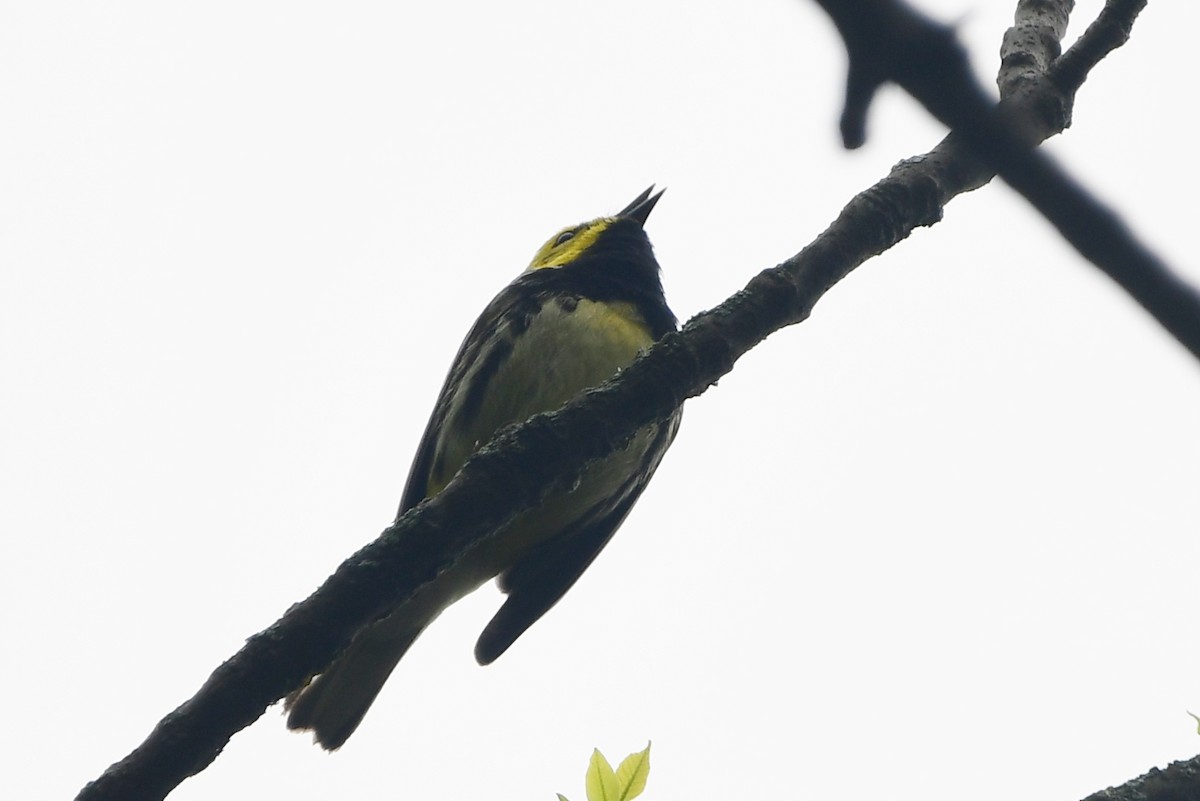 Black-throated Green Warbler - ML620223628