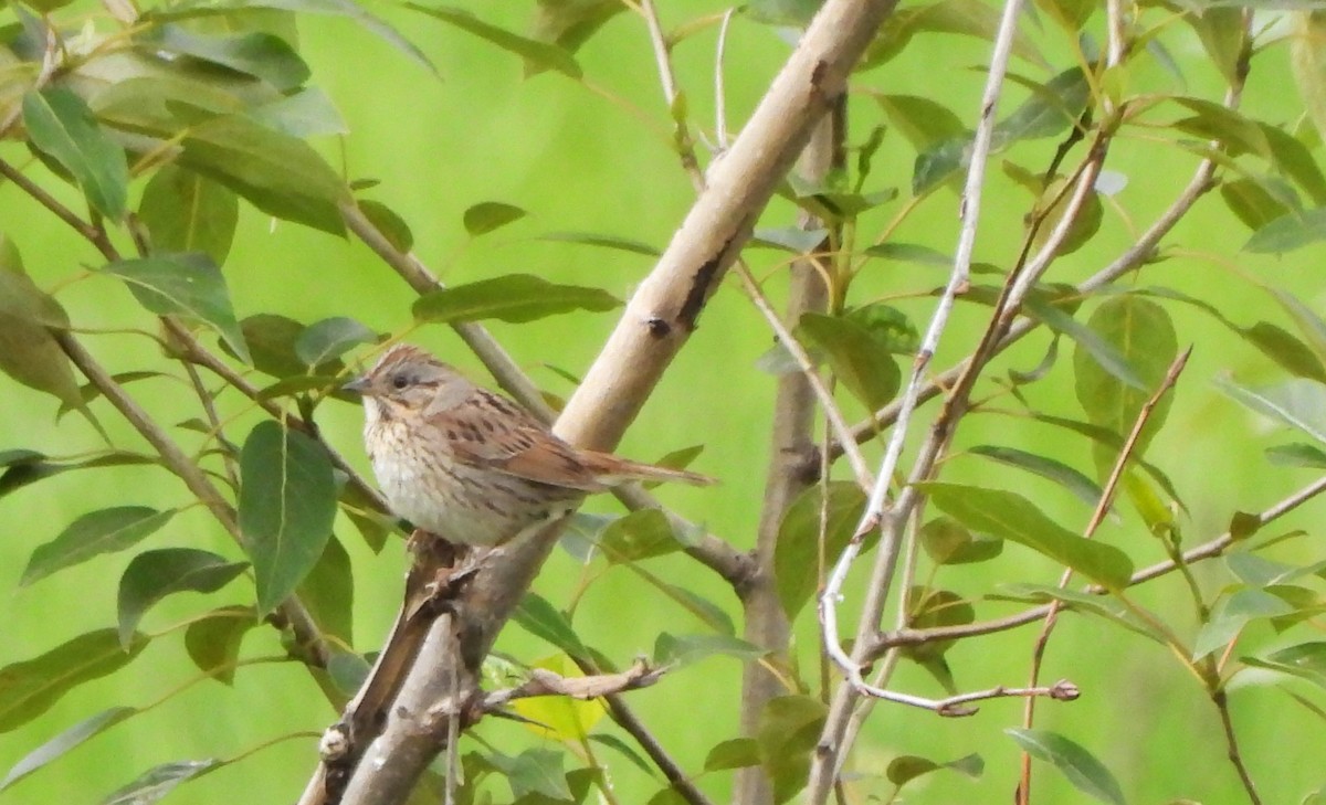 Lincoln's Sparrow - ML620223629