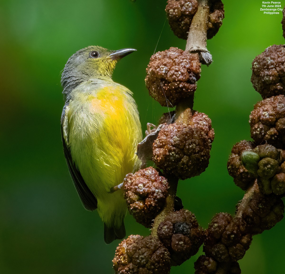 Orange-bellied Flowerpecker - ML620223647