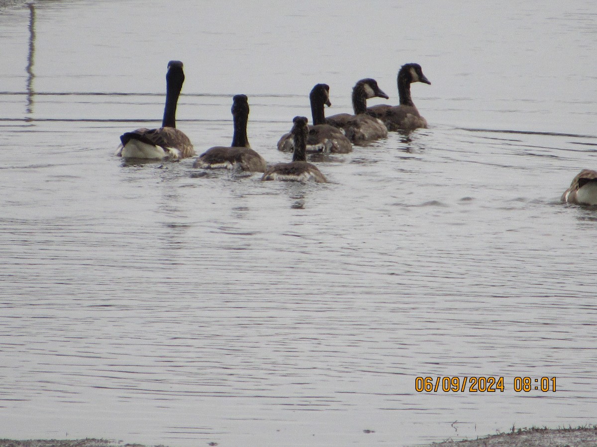 Canada Goose - crdf bird