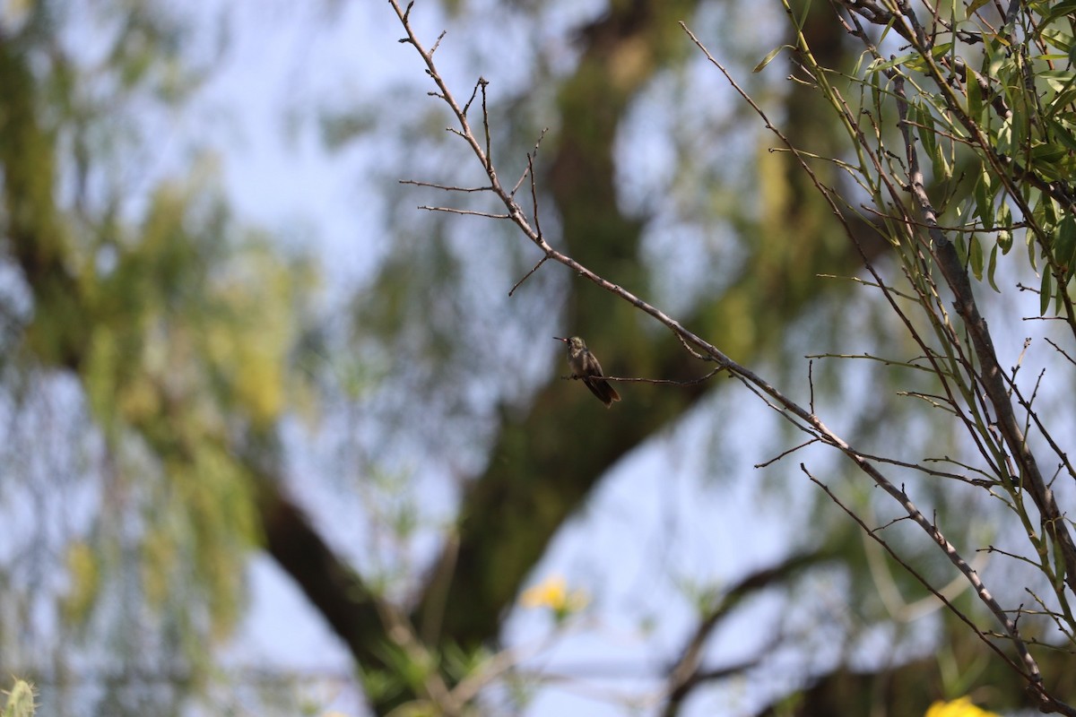 Broad-billed Hummingbird - ML620223653