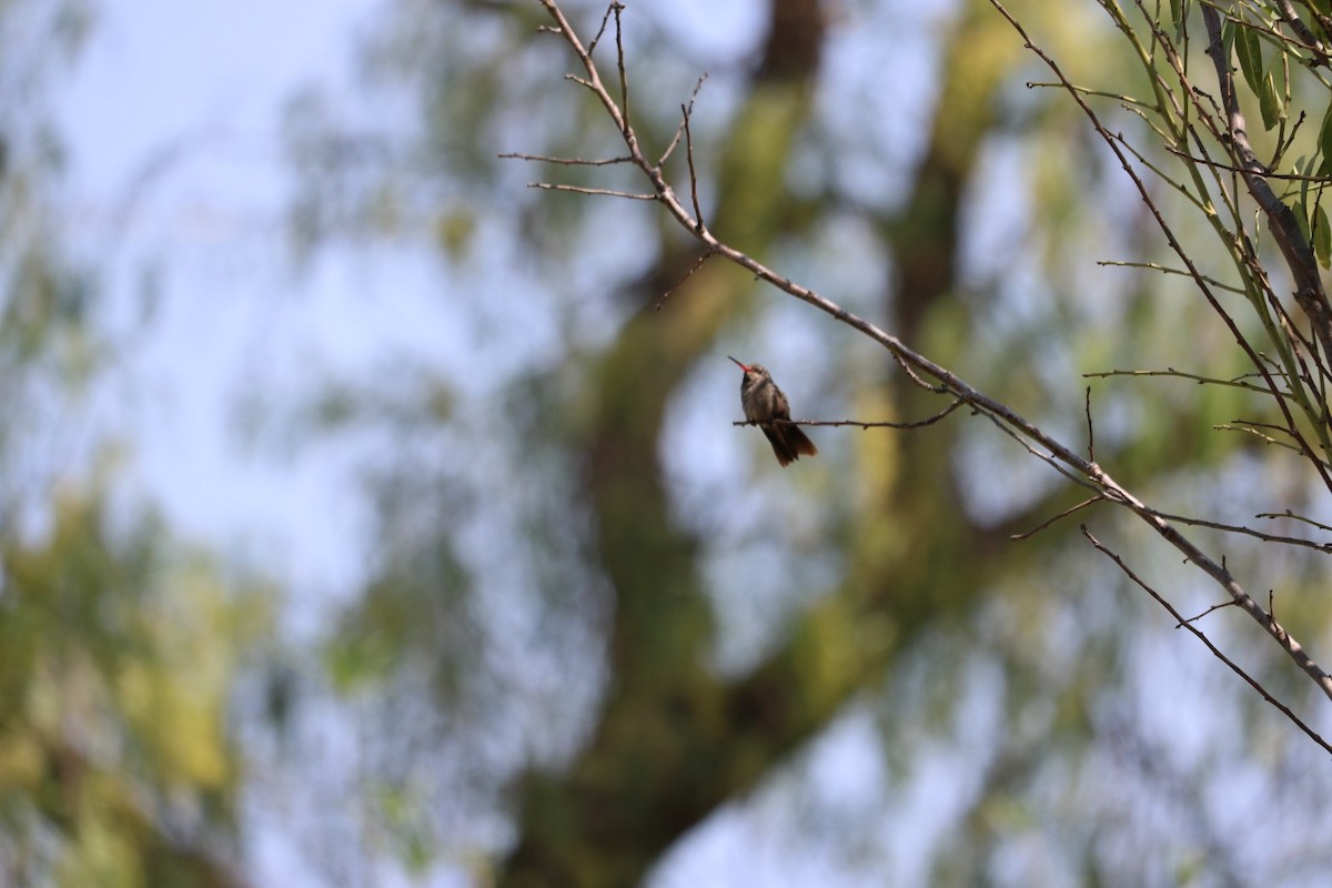 Broad-billed Hummingbird - ML620223654