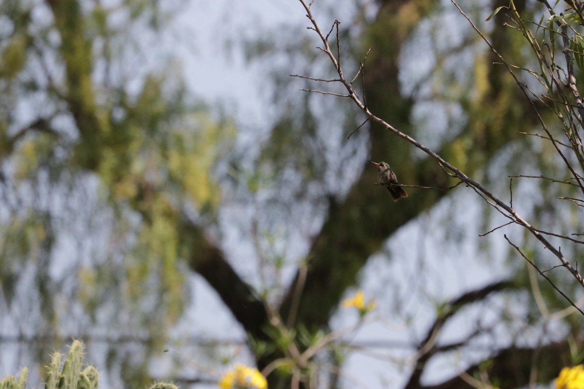 kolibřík širokozobý - ML620223655