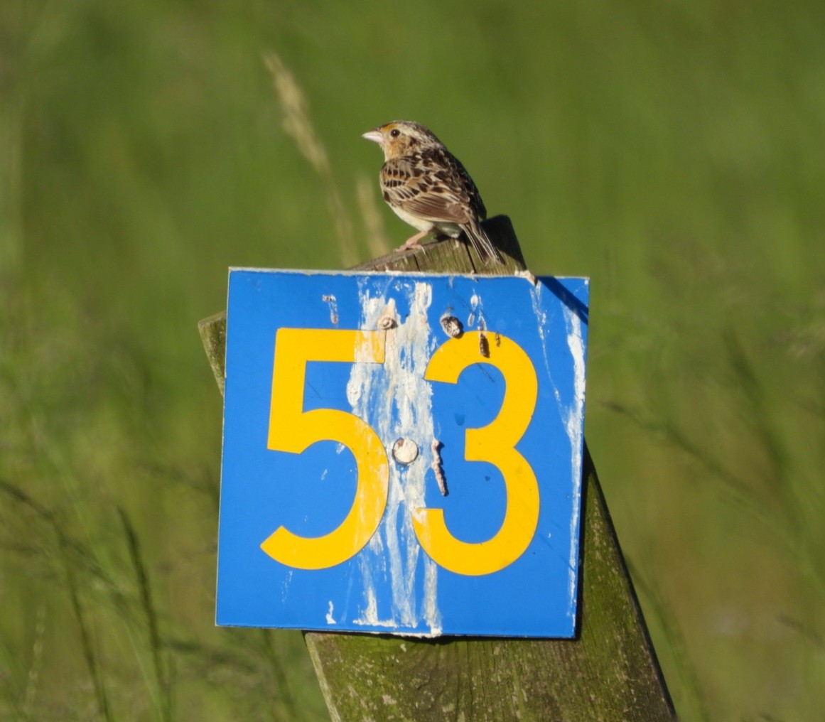 Grasshopper Sparrow - ML620223658