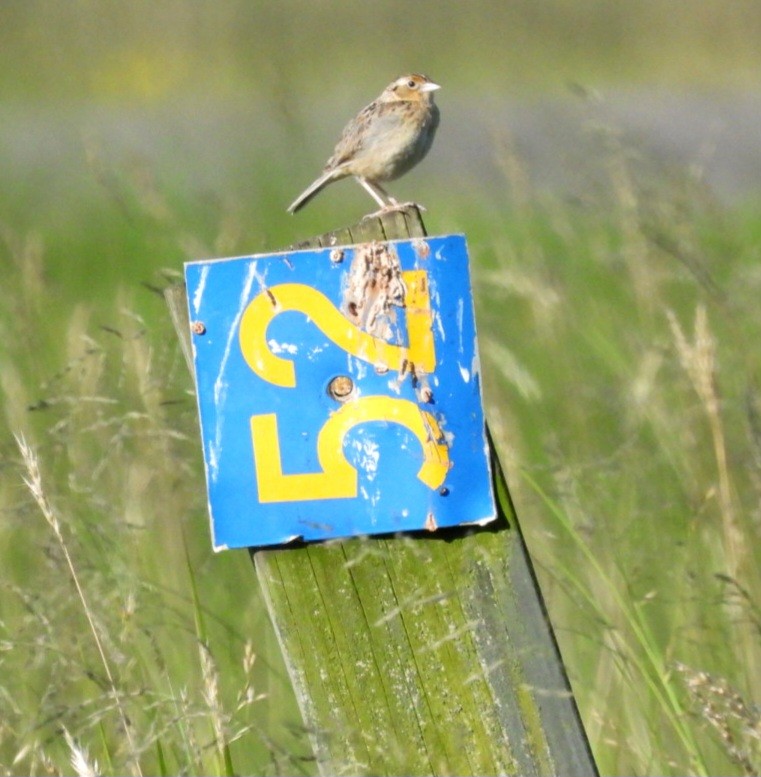 Grasshopper Sparrow - ML620223664