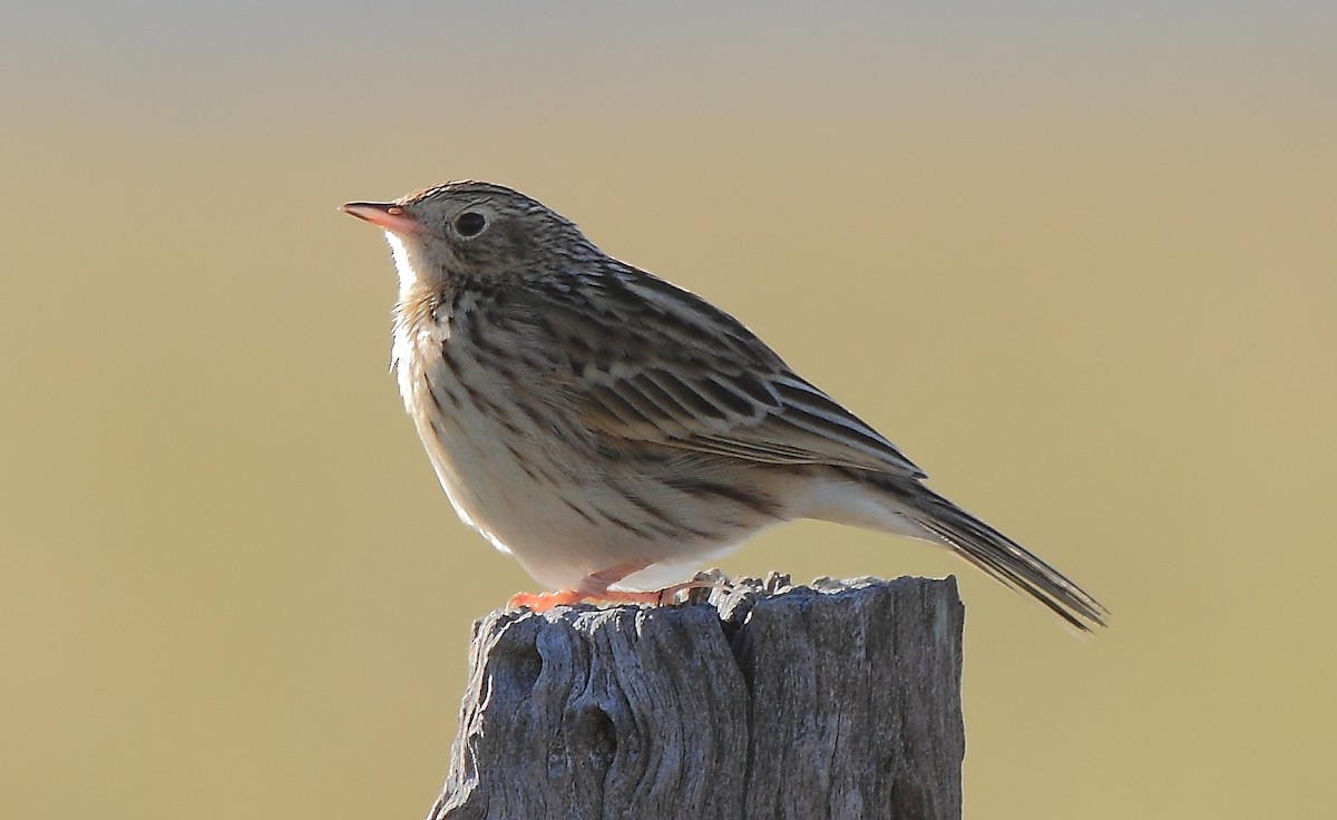 Hellmayr's Pipit - ML620223667